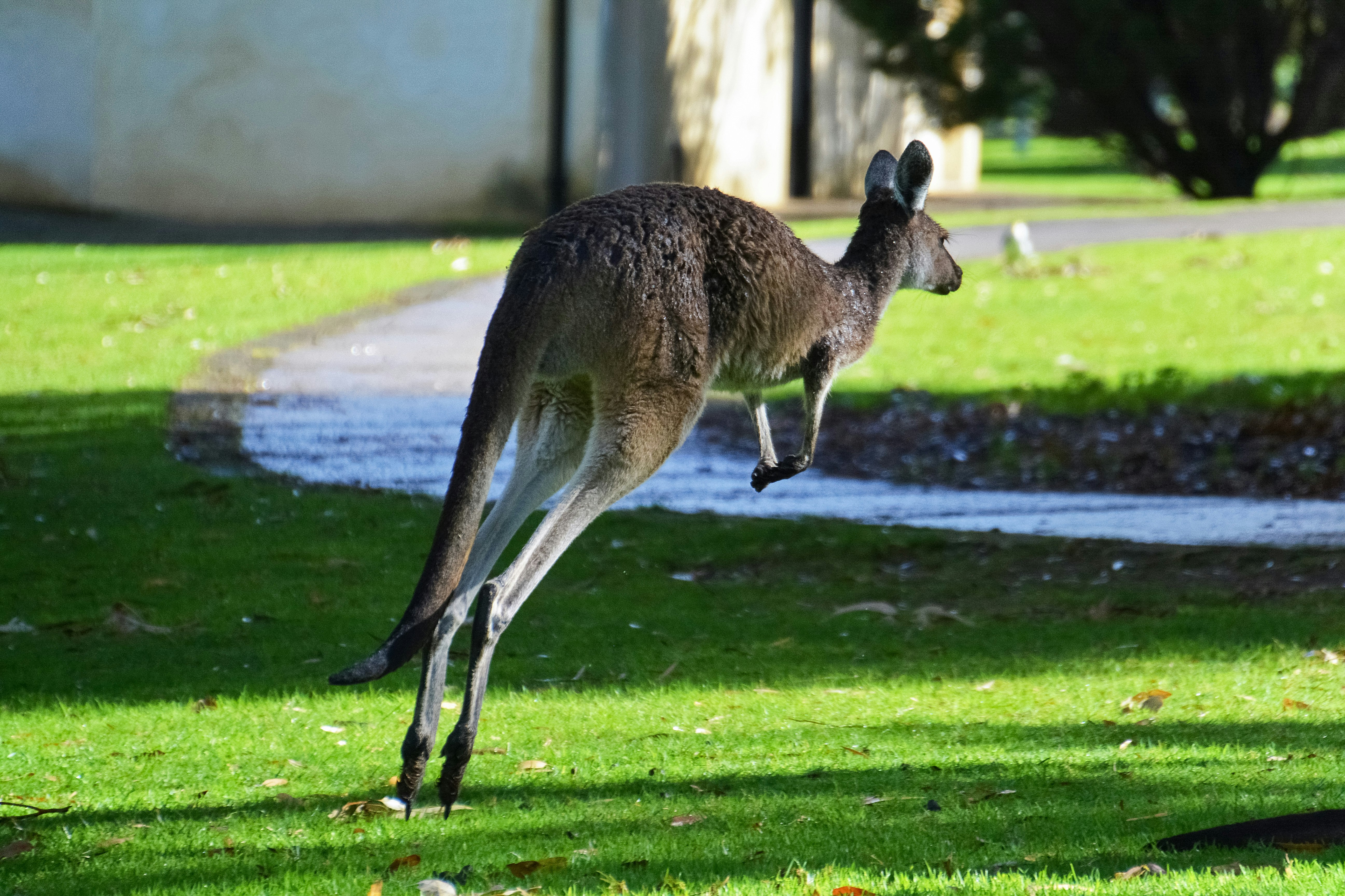 kangaroo on green grass field during daytime